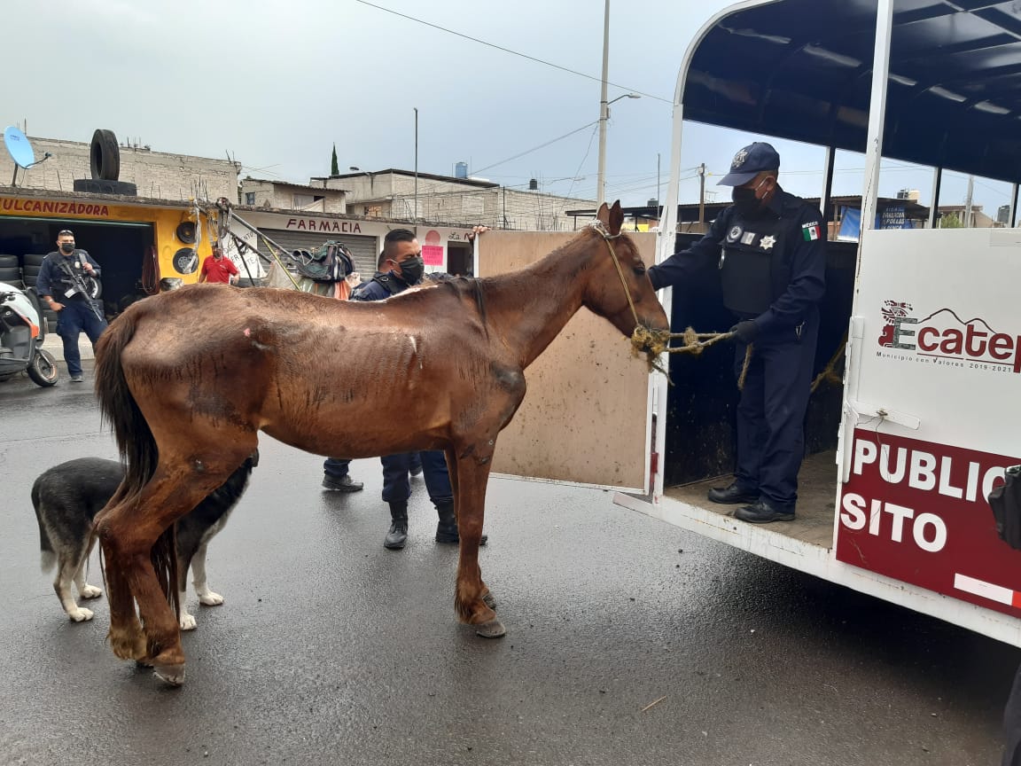 Ecatepec rescata a yegua que era obligada a tirar de una carrera de basura;  presentaba maltrato y desnutrición - Edomex Al Día
